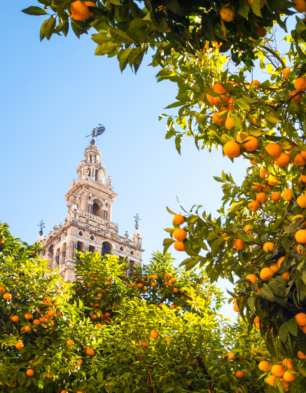 Photo d'oranger de Séville